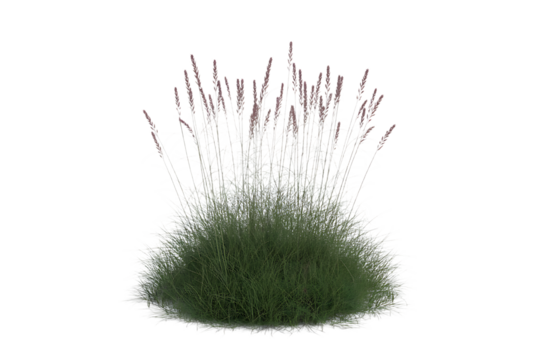 A single clump of green grass with tall thin stalks reaching upwards isolated on transparent background - Powered by Adobe