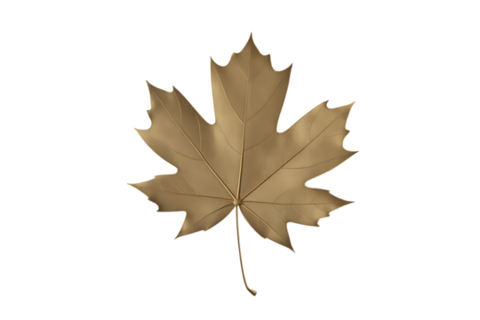 A single dry brown maple leaf with detailed veins isolated on transparent background