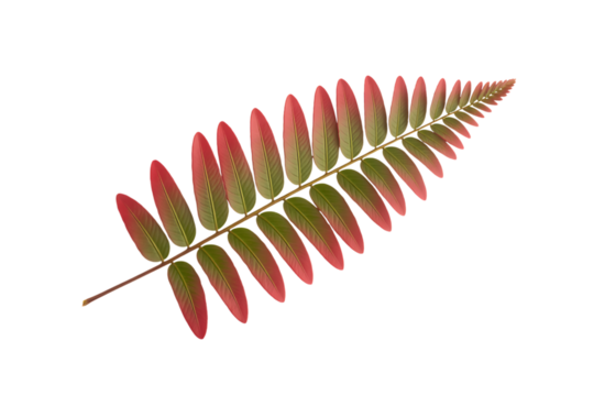A single fern frond with vibrant red and green leaves isolated on transparent background