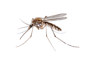 Close-up of a mosquito, detailed