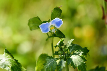ツユクサ（覆輪）　Asiatic dayflower（bicolor flower type）