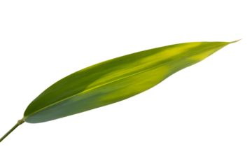 A single vibrant green elongated leaf with subtle yellow veins isolated on transparent background