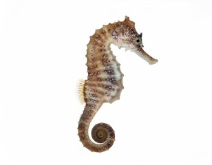 Detailed Close-up of a Striking Seahorse Isolated on White Background Aquatic Creature