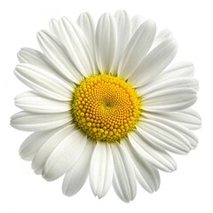 Fototapeta premium flower, daisy, nature, white, isolated, chamomile, plant, camomile, summer, spring, yellow, bloom, macro
