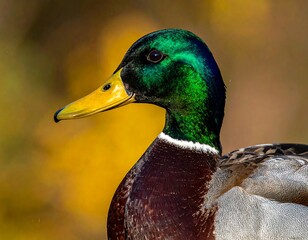 Close-up of a male waterfowl displaying vibrant green head plumage and yellow beak
