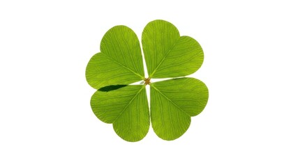 Detailed Natural Shamrock Leaf Four Leaf Clover Isolated on White
