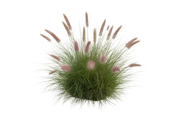 Close up of a fluffy green seed head with delicate white filaments isolated on transparent background2