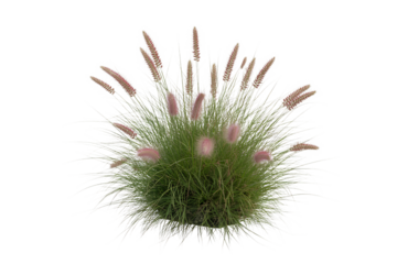 Close up of a fluffy green seed head with delicate white filaments isolated on transparent background2