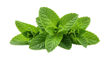 Fresh Mint Leaves Bunch Isolated on White Background 1.