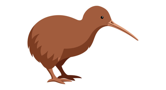 Charming kiwi bird illustration isolated against a crisp white background showing its unique