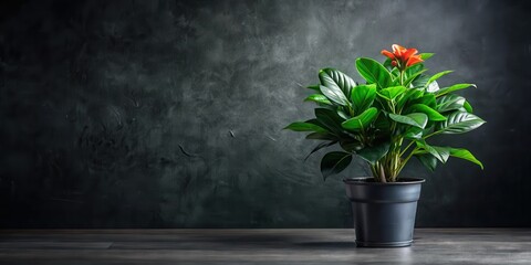 Vibrant Indoor Plant with Lush Green Foliage and Striking Orange Bloom in a Simple Dark Pot on a Dark Wooden Surface Against a Textured Dark Background