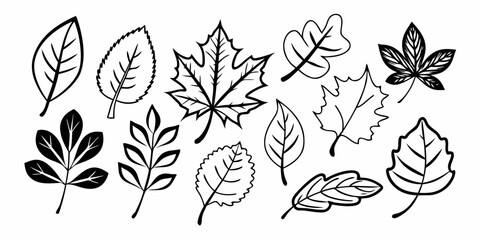 Vector collection of various black and white leaf illustrations in different shapes and styles on white background