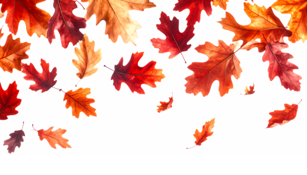 秋色に染まる赤と茶のオークの葉｜背景なし・透過PNG・コピースペース