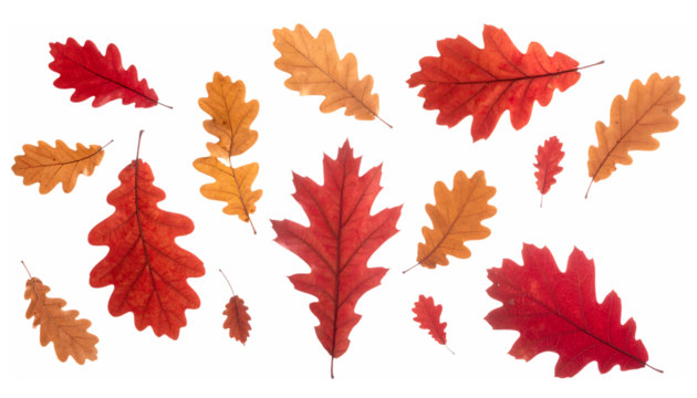 秋色に染まる赤と茶のオークの葉｜背景なし・透過PNG・コピースペース