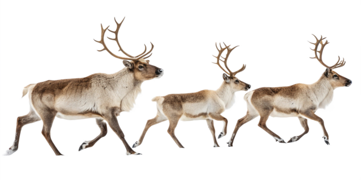 Three reindeer walking in a row with large antlers and brown and white fur on a black background on transparent background - Powered by Adobe