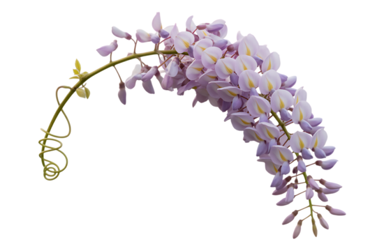 Delicate arching cluster of pale purple wisteria flowers isolated on transparent background
