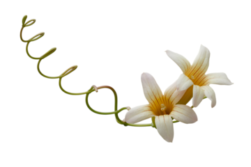 Delicate cream colored flowers with a curled vine isolated on transparent background