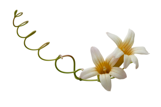 Delicate cream colored flowers with a curled vine isolated on transparent background
