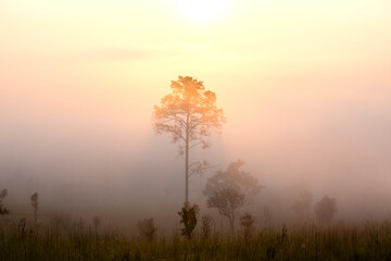 Landscape of Morning Mist with Mountain Layer. mountain ridge and clouds in rural jungle bush forest