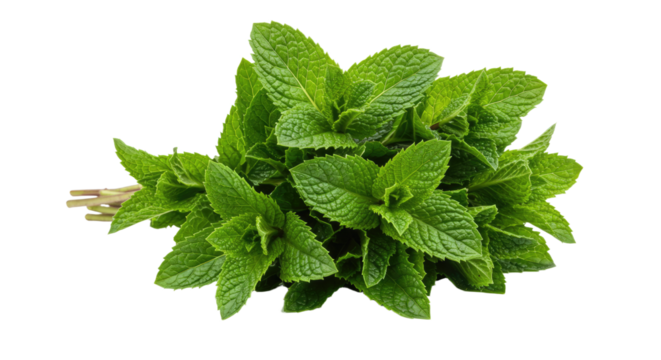Fresh Mint Leaves Bunch Isolated on White Background 34.
