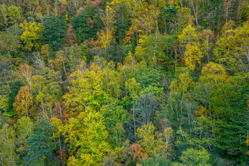 大雪山の紅葉中のカラフルな木々の風景