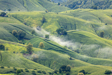 Landscape of Morning Mist with Mountain Layer. mountain ridge and clouds in rural jungle bush forest