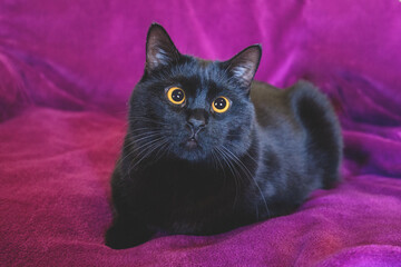 Portrait of a cute black cat lying on a sofa on a purple blanket