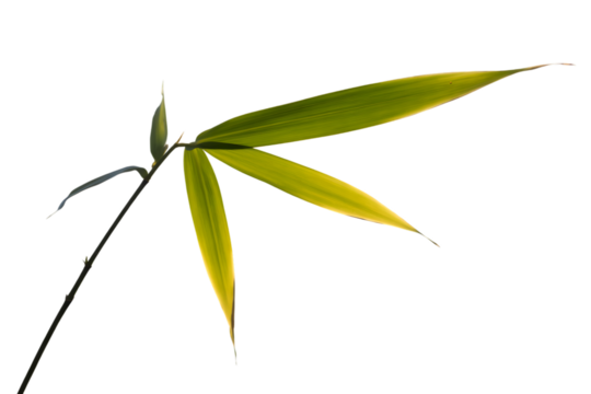 Delicate green bamboo leaves emerging from a thin stem isolated on transparent background