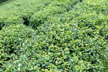 Green tea leaf in the morning, tea plantation