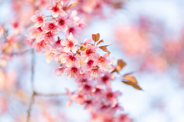Wild Himalayan Cherry (Prunus cerasoides) or thai sakura flower