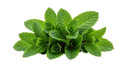 Fresh Mint Leaves Bunch Isolated on White Background 40.