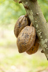 Cacao Tree (Theobroma cacao). Organic cocoa fruit pods in nature.