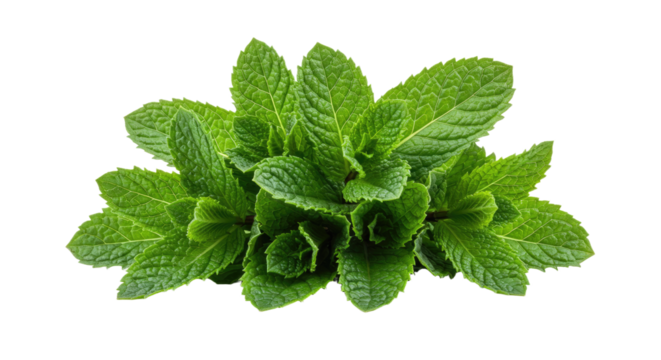 Fresh Mint Leaves Bunch Isolated on White Background 40.