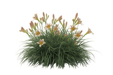 Delicate pale yellow daylily flowers and green foliage isolated on transparent background