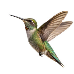 Fototapeta premium Hummingbird hovering gracefully isolated on transparent background