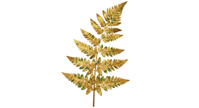 Golden Fern Leaf Isolated on White Background 10.