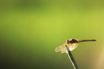 close up photo of red dragonfly