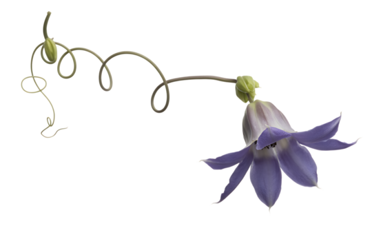 Delicate purple bell flower with spiraling vine and bud isolated on transparent background
