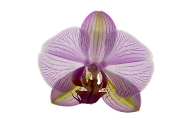Fototapeta premium Delicate purple orchid flower bloom with striped petals isolated on transparent background