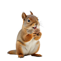 Obraz premium Squirrel eating nut. Adorable little critter with big eyes. Isolated