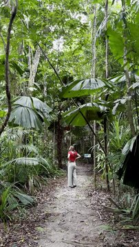 adventurous girl strolls in Licuala Forest Park admiring unique Australian fan palms (Licuala ramsayi) in lush dense rainforest, tropical North Queensland, near Cairns, Queensland, Australia