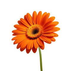 Bright orange daisy flower with a yellow center on a dark background