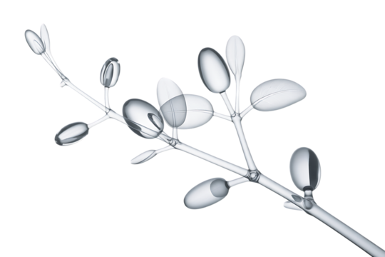 Delicate white flower buds on a slender branch isolated on transparent background
