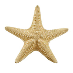 Light beige five-armed starfish, intricate texture, subtle spines, on shimmering pearlescent sand, isolated on solid transparent with soft studio light, concept of natural product elegance.