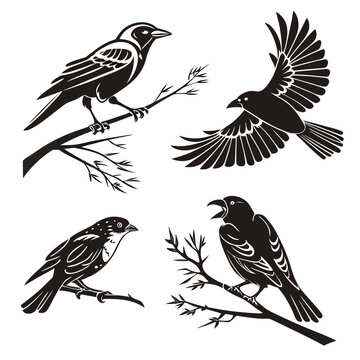 Vector art of four birds on branches birdwatching concept