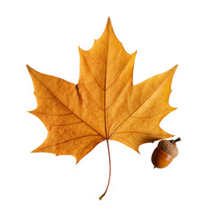 A single, perfectly preserved dried autumn maple leaf with intricate veins and golden-orange hues, and a small acorn on a transparent flat lay studio background, autumn elements concept