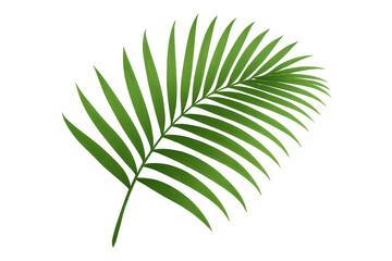 Obraz premium Green palm frond displaying tropical plant foliage, providing a natural decorative element with transparent background