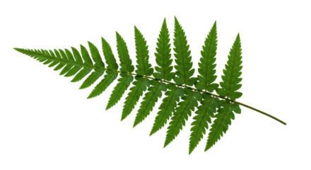 Green Fern Leaf Isolated on White Background 7.