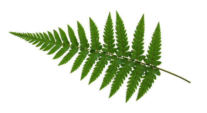 Green Fern Leaf Isolated on White Background 7.