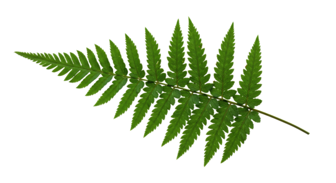 Green Fern Leaf Isolated on White Background 7.